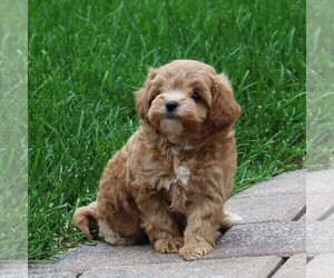 Cavachon-Poodle (Toy) Mix Puppy for sale in LEOLA, PA, USA