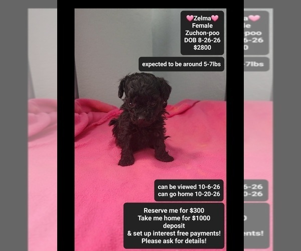 Medium Photo #1 Poodle (Toy)-Zuchon Mix Puppy For Sale in TUCSON, AZ, USA