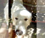 Small #5 Great Pyrenees