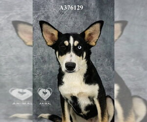 Siberian Husky-Unknown Mix Dogs for adoption in Stockton, CA, USA