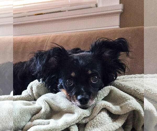 Medium Photo #4 Chilier Puppy For Sale in Rochester, NY, USA