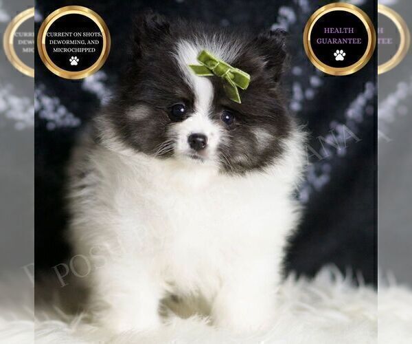 Medium Photo #1 Pomeranian Puppy For Sale in WARSAW, IN, USA