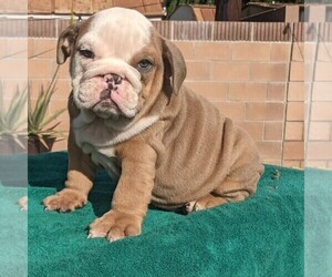 English Bulldog Puppy for sale in SAN DIMAS, CA, USA