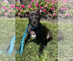 Small #6 Labrador Retriever Mix