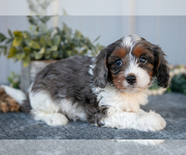 Medium Photo #2 Cavapoo Puppy For Sale in WOLCOTTVILLE, IN, USA