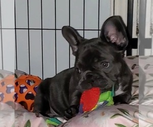 French Bulldog Puppy for sale in BOSTON, KY, USA