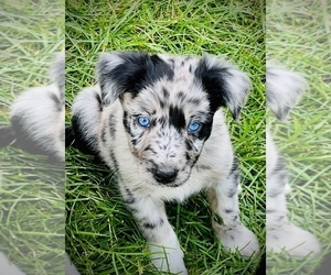 Australian Shepherd Puppy for sale in GENESEO, IL, USA