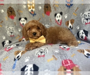 Cavapoo Puppy for sale in LAKELAND, FL, USA