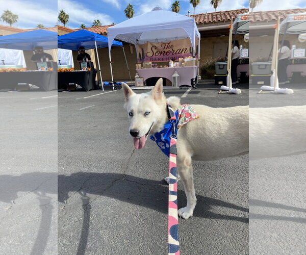 Medium Photo #4 Siberian Husky-Unknown Mix Puppy For Sale in Chandler, AZ, USA