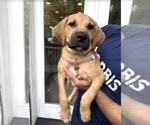 Small #3 Mutt