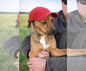 Beagle-Unknown Mix Dogs for adoption in Mt. Laurel, NJ, USA