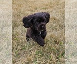 Puppy 4 Cocker Spaniel