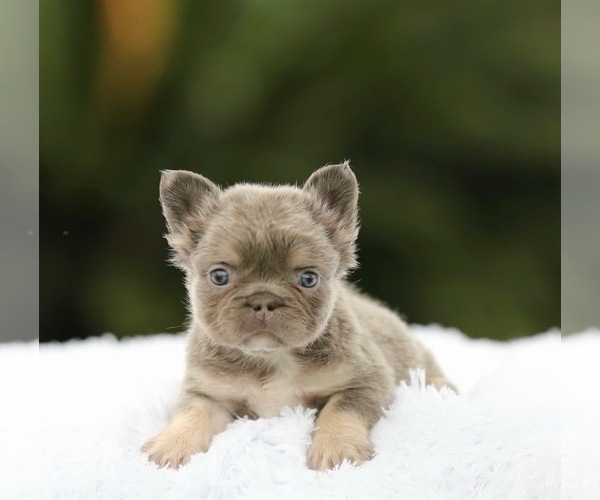 Medium Photo #8 French Bulldog Puppy For Sale in SEATTLE, WA, USA