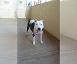 Small #1 American Pit Bull Terrier Mix