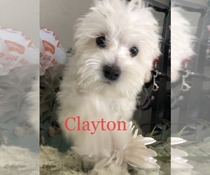 Maltipoo Puppy for Sale in OCALA, Florida USA