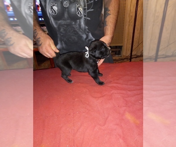 Medium Photo #5 Cane Corso Puppy For Sale in GRENVILLE, NM, USA