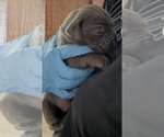 Small #12 Cane Corso
