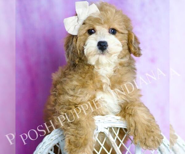 Medium Photo #57 Poodle (Toy) Puppy For Sale in WARSAW, IN, USA