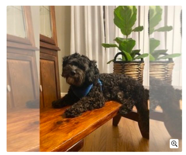 Medium Photo #1 Maltipoo Puppy For Sale in CLEVELAND, TN, USA