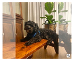 Small Photo #1 Maltipoo Puppy For Sale in CLEVELAND, TN, USA
