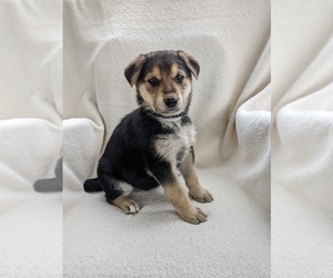 German Shepherd Dog Dog for Adoption in AUBURN, Kentucky USA