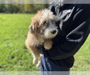 Australian Cattle Dog-Poodle (Standard) Mix Puppy for Sale in NEOLA, West Virginia USA