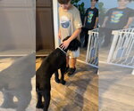 Small Photo #5 - Mix Puppy For Sale in Escondido, CA, USA