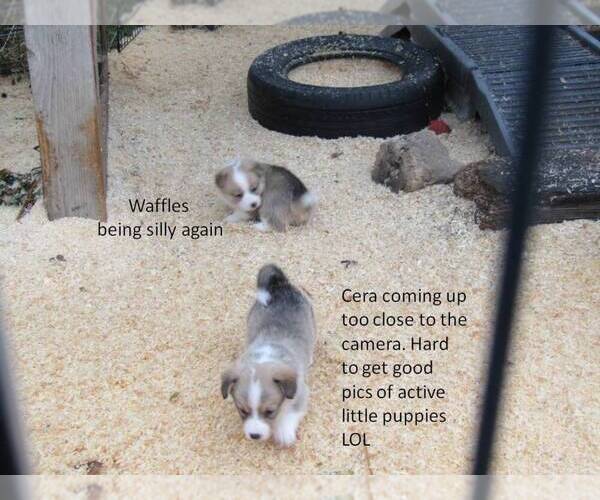 Medium Photo #9 Pembroke Welsh Corgi Puppy For Sale in GOLDENDALE, WA, USA
