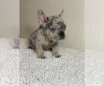 Small Photo #2 French Bulldog Puppy For Sale in ANTIOCH, CA, USA