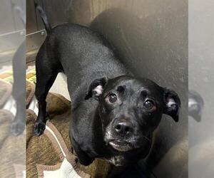 Mutt Dogs for adoption in Santa Cruz, CA, USA
