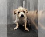 Small Mutt