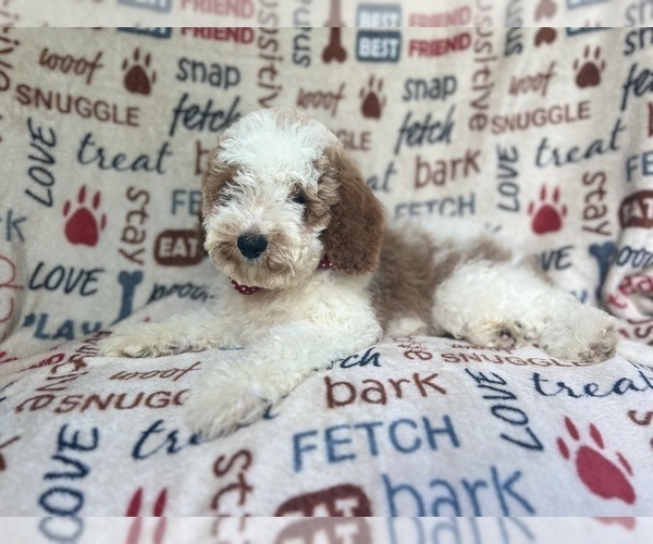 Medium Photo #2 Cavapoo Puppy For Sale in LAKELAND, FL, USA