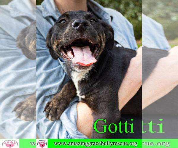 Medium Photo #17 Rottweiler-American Pit Bull Terrier Puppy For Sale in Pensacola, FL, USA