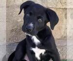Small #10 Labrador Retriever Mix