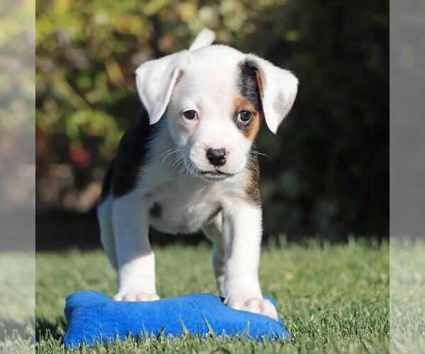 Medium Photo #2 Labrador Retriever-Unknown Mix Puppy For Sale in San Diego, CA, USA