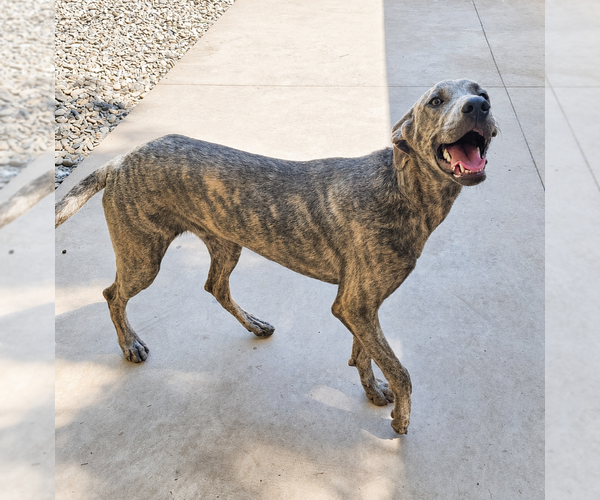 Medium Photo #3 Greyhound-Unknown Mix Puppy For Sale in Thomasville, NC, USA