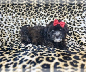 ShihPoo Puppy for sale in LAKELAND, FL, USA