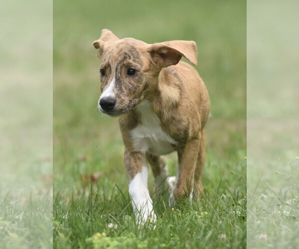 Medium Photo #4 Plott Hound-Unknown Mix Puppy For Sale in Mechanicsburg, PA, USA
