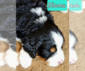 Medium Bernese Mountain Dog