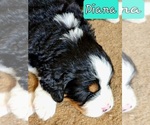 Puppy Diana Bernese Mountain Dog
