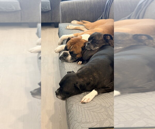Medium Photo #3 Boxer Puppy For Sale in Austin, TX, USA