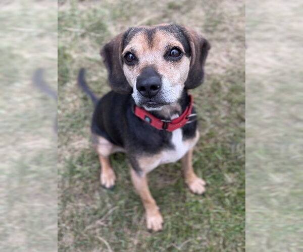 Medium Photo #3 Beagle-Unknown Mix Puppy For Sale in Bemidji, MN, USA