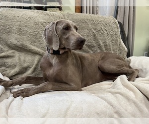 Mother of the Weimaraner puppies born on 07/29/2025