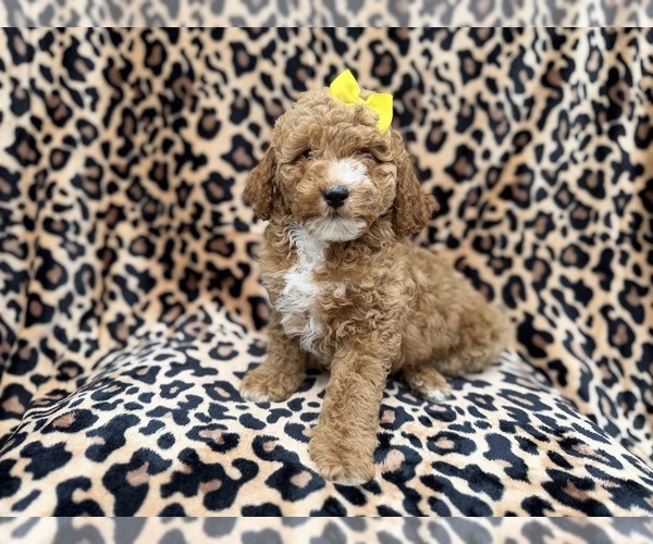 Medium Photo #1 Cock-A-Poo Puppy For Sale in LAKELAND, FL, USA