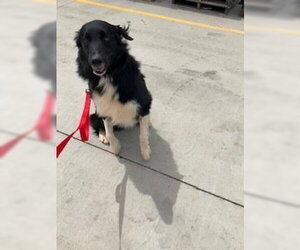 Lucky - Male Border Collie-Unknown Mix Dog for Adoption - Photo #5