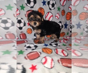 Morkie Puppy for sale in LAPEER, MI, USA