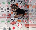 Image preview for Ad Listing. Nickname: Litter of 3