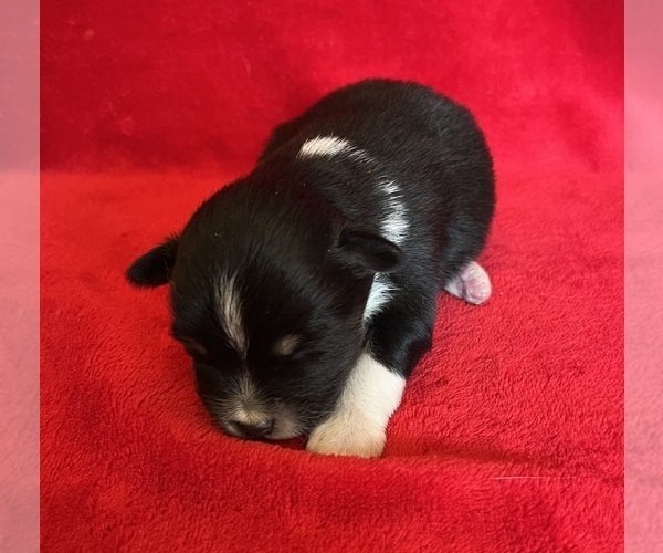 Medium Photo #6 Miniature Australian Shepherd Puppy For Sale in FORT MORGAN, CO, USA