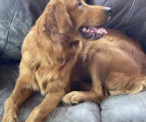 Golden Retriever Puppy for sale in CLEVELAND, TN, USA