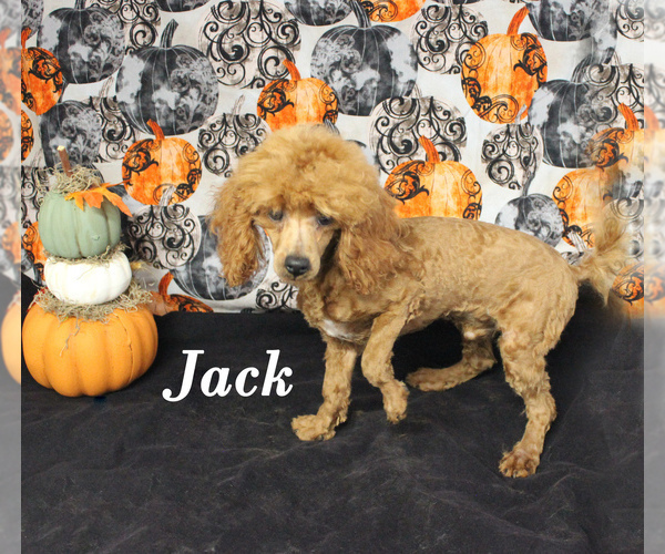 Medium Photo #1 Poodle (Toy) Puppy For Sale in CHANUTE, KS, USA
